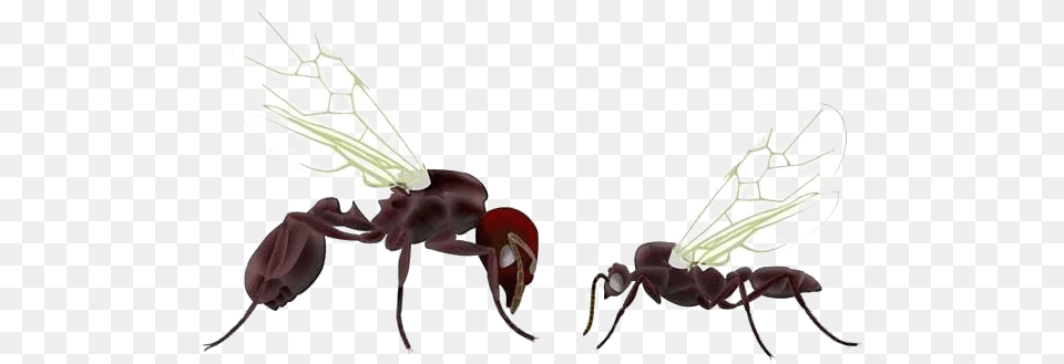 Ants Images Queen Ant, Animal, Insect, Invertebrate Png Image