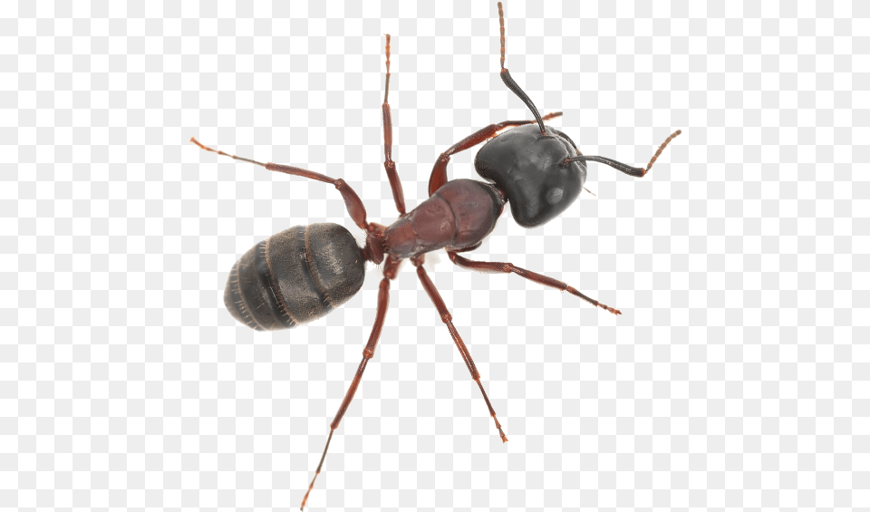 Ants Insect, Animal, Invertebrate, Ant Free Png Download