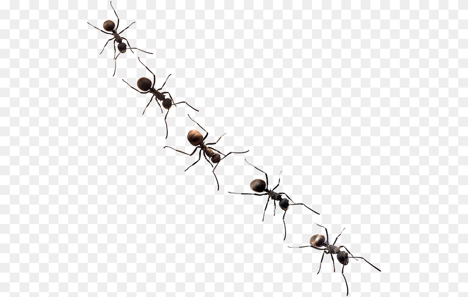 Ants Membrane Winged Insect, Animal, Ant, Invertebrate Free Png
