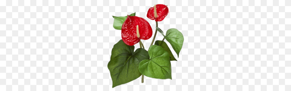 Anturium Bush Red Acumen Shop, Flower, Plant, Anthurium, Araceae Free Transparent Png