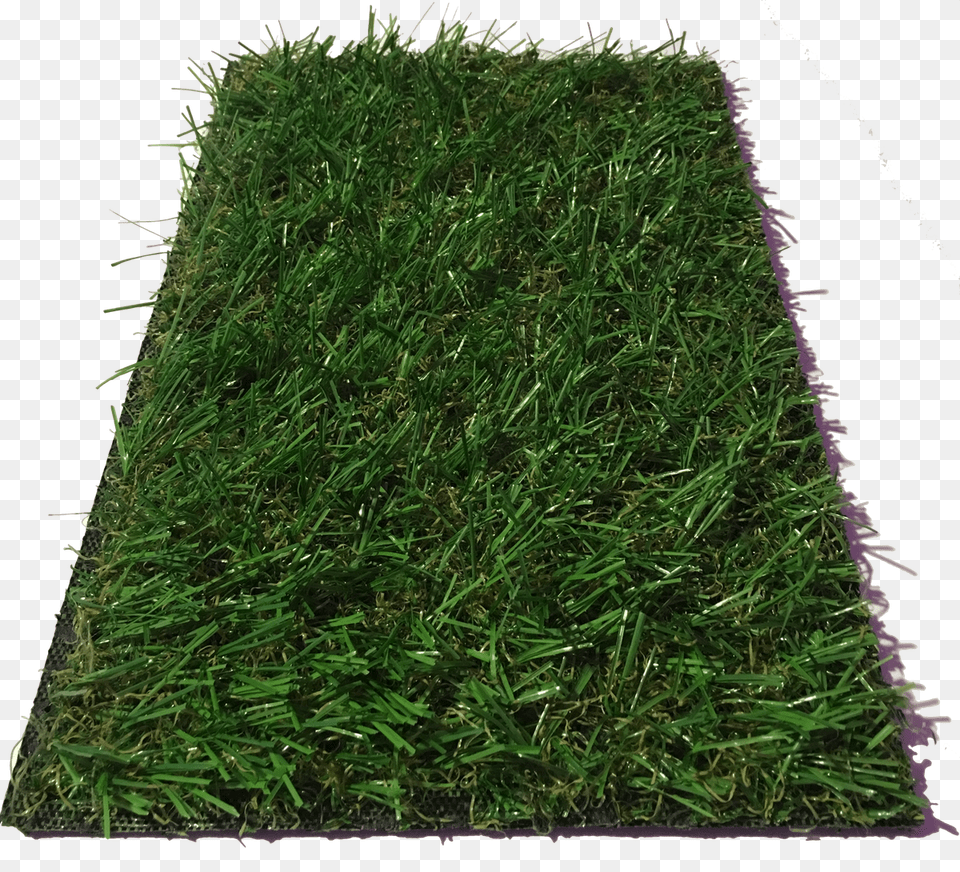 Antwerp P, Grass, Moss, Plant, Lawn Free Transparent Png