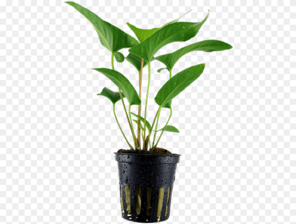 Anubias Gracilis Tropica, Leaf, Plant, Potted Plant, Flower Free Png