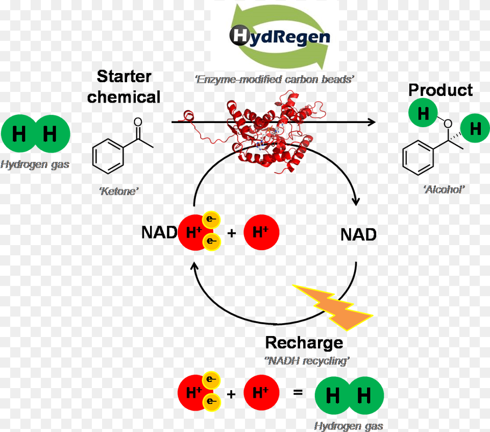 Any Nadh Dependent Enzyme Can Also Be 39plugged In39 Chemistry Png Image