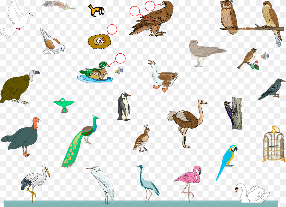 Any Ten Birds Name, Animal, Bird, Penguin, Chicken Png