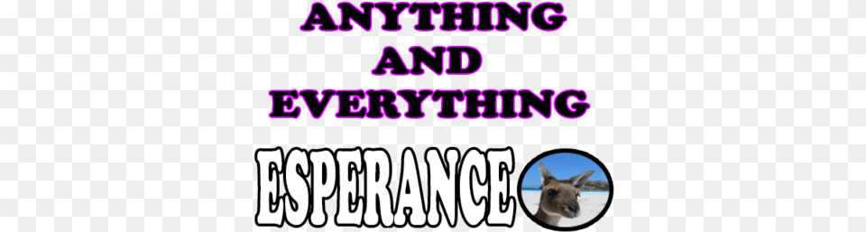 Anything And Everything Esperance End Poverty And Hunger, Animal, Kangaroo, Mammal, Scoreboard Free Transparent Png
