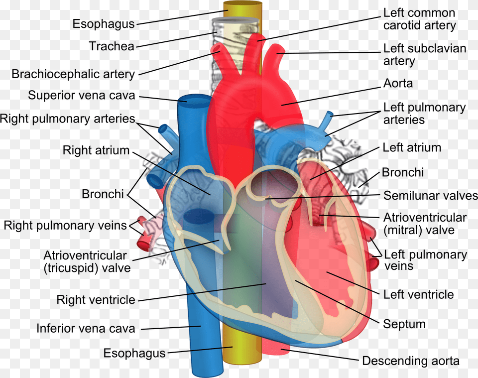 Aorta Trachea Esophagus Difference Between Coronary Artery And Pulmonary Artery, Dynamite, Weapon Png