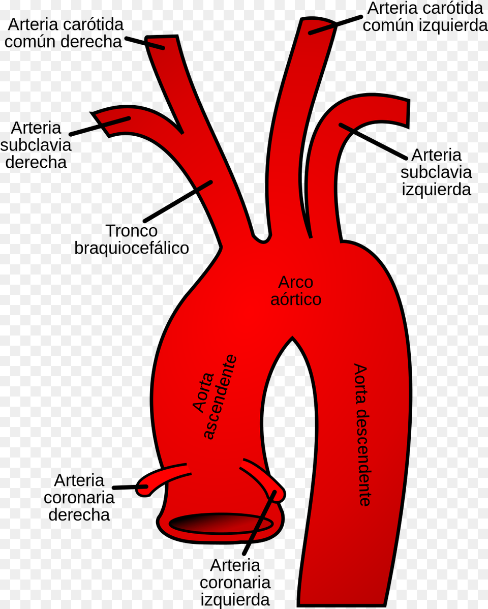 Aortic Arch, Clothing, Lifejacket, Vest, Glove Png