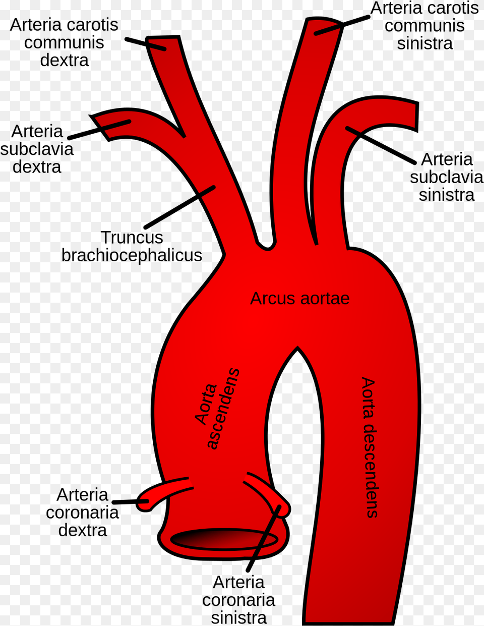 Aortic Arch, Clothing, Lifejacket, Vest, Dynamite Free Png Download
