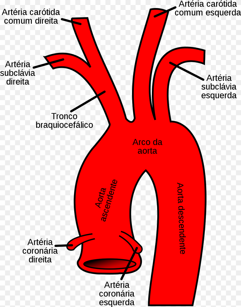 Aortic Arch, Clothing, Lifejacket, Vest, Dynamite Png