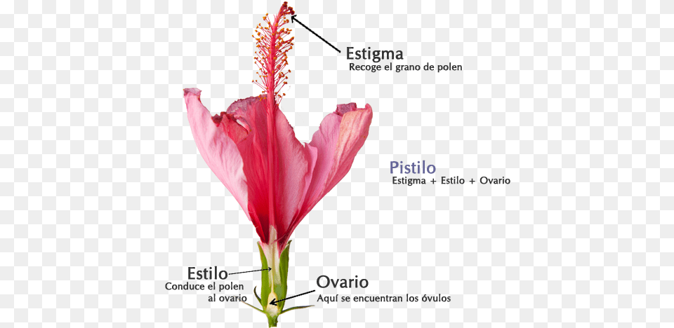 Aparato Reproductor Feminino Flores Lily, Flower, Plant, Anther, Petal Png