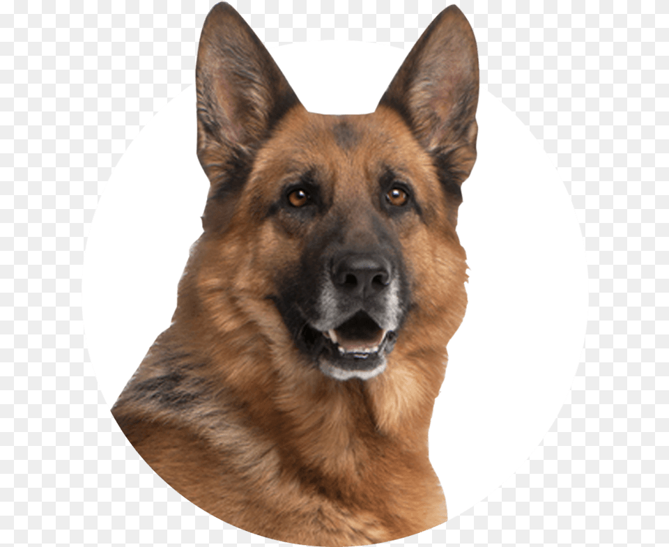 Apartheid South African Police Dogs, Animal, Canine, Dog, German Shepherd Png