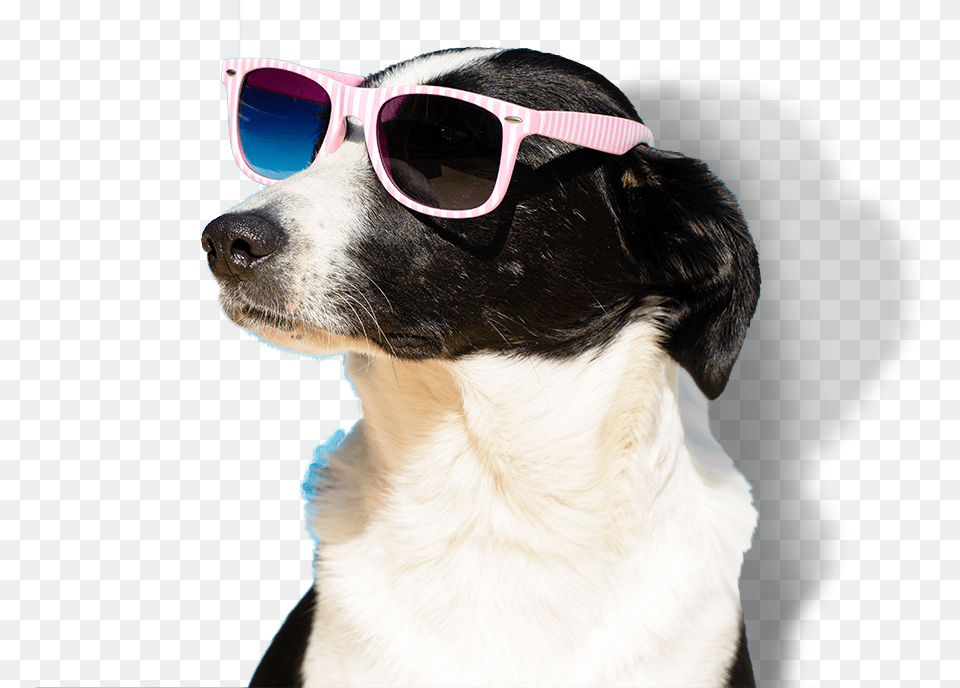 Apartments Pet Friendly Marketing, Accessories, Sunglasses, Glasses, Dog Png Image