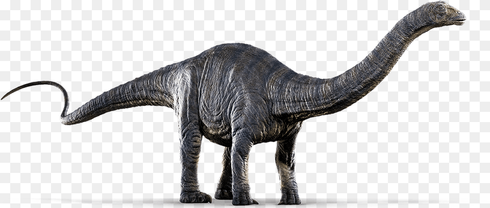 Apatosaurus Dinosaur Apatosaurus, Animal, Reptile, T-rex Png