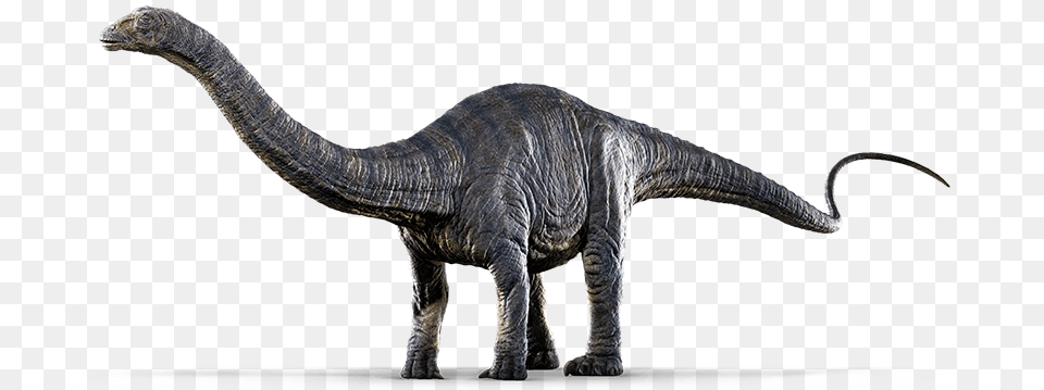 Apatosaurus Sp, Animal, Dinosaur, Reptile, T-rex Png Image