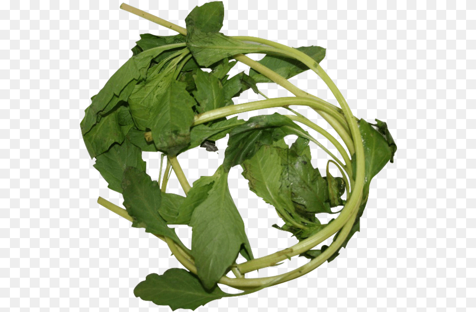 Apazote Fresh Herb Leaf Vegetable, Plant, Food, Produce, Leafy Green Vegetable Png Image