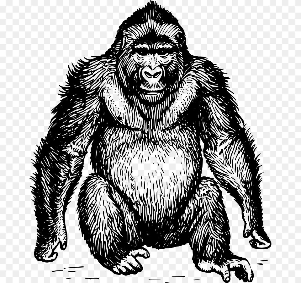 Ape 3 Cute Svg Clip Arts Ape Clipart Black And White, Gray Png Image