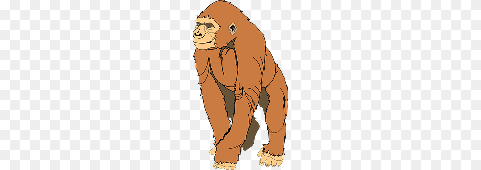 Ape Adult, Person, Man, Male Free Png