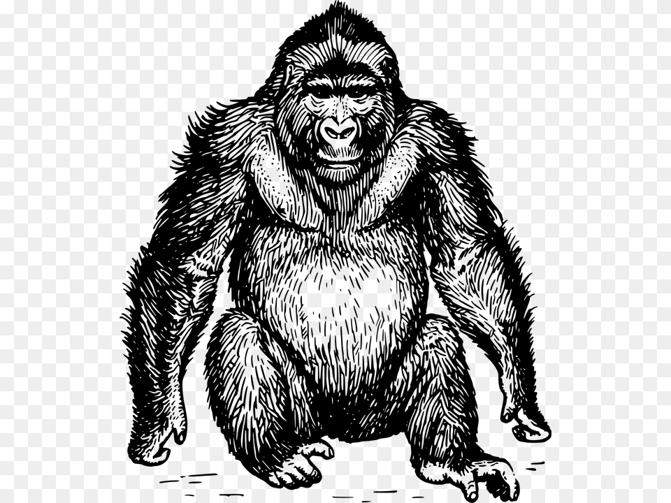 Ape Black And White, Gray Free Png Download