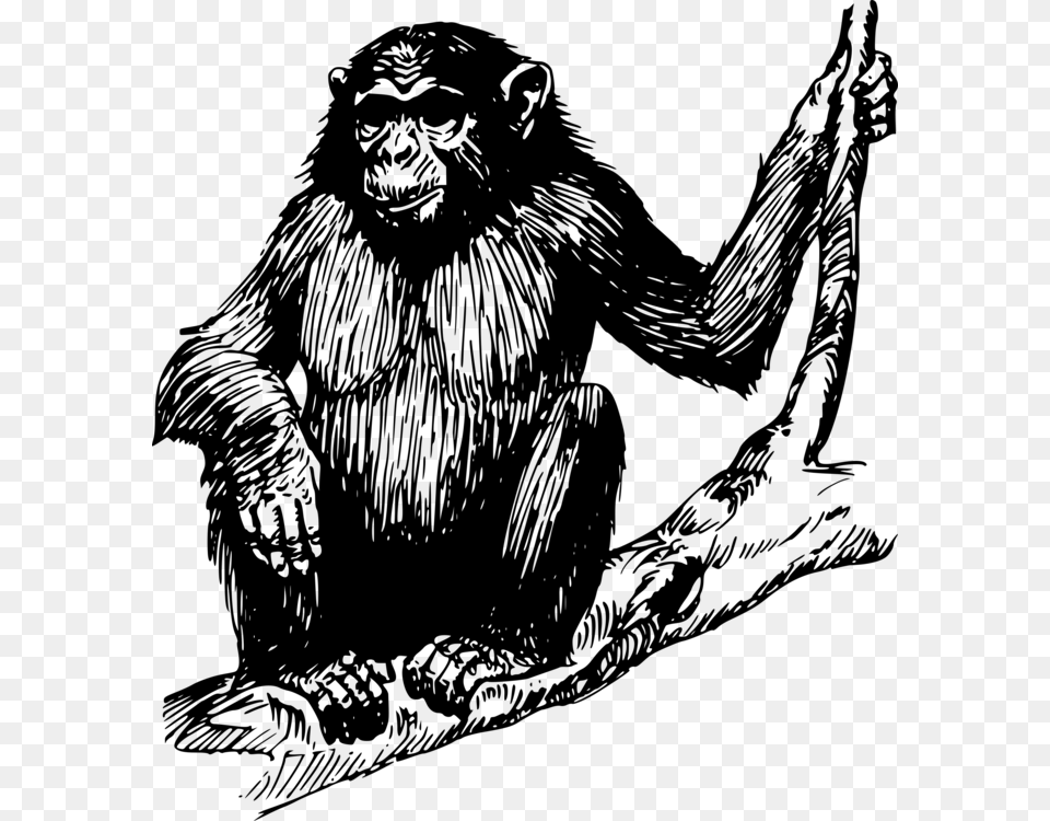 Ape Drawing Ape Clipart, Gray Free Png