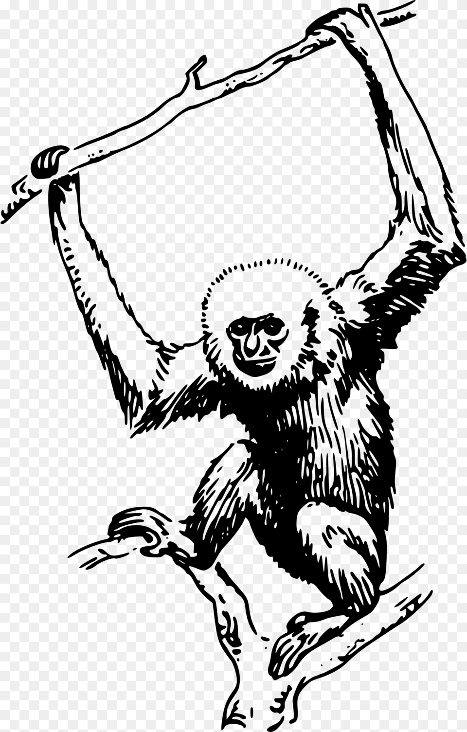 Ape Gambar Monyet Hitam Putih, Gray Free Png