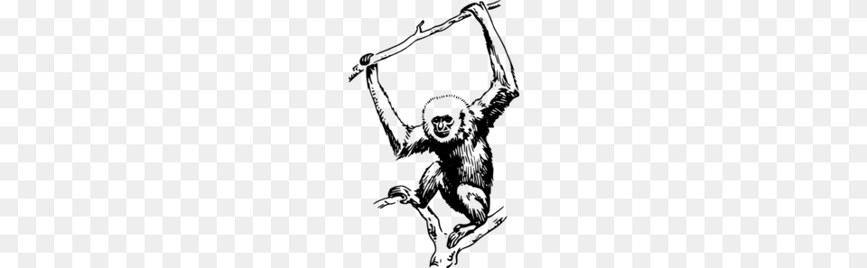 Ape Hanging From Branch Clip Art, Gray Free Png