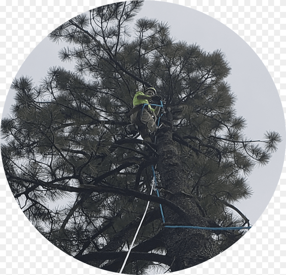 Apex Arbor Services Georgia Pine, Tree, Plant, Photography, Person Free Transparent Png