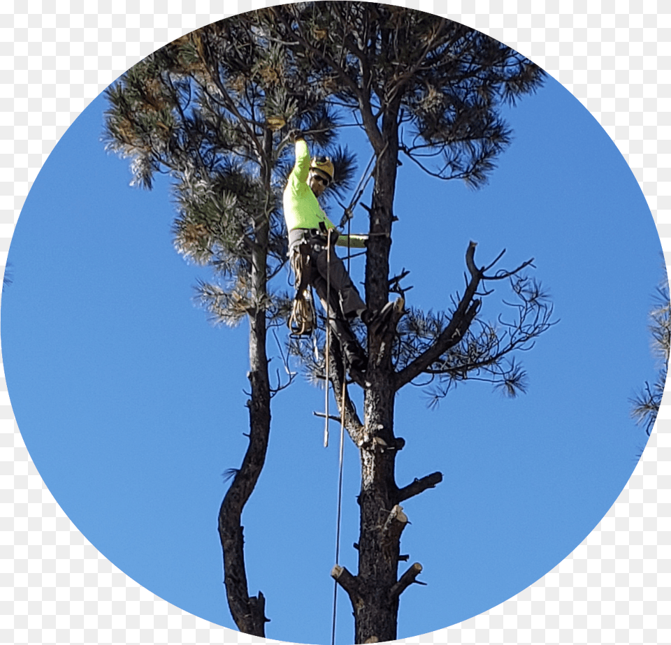 Apex Arbor Services Tree, Clothing, Hardhat, Helmet, Plant Png