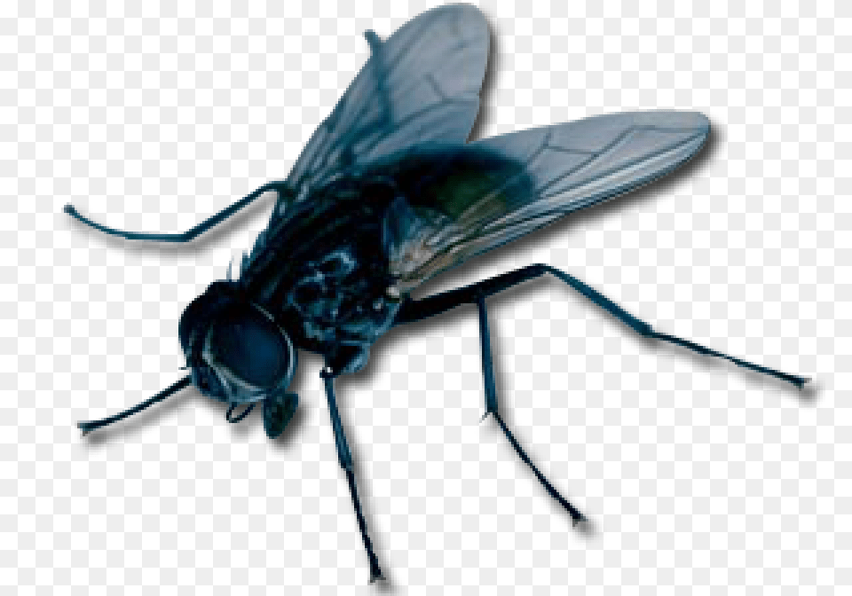 Apex Pest Control Llc, Animal, Fly, Insect, Invertebrate Free Png