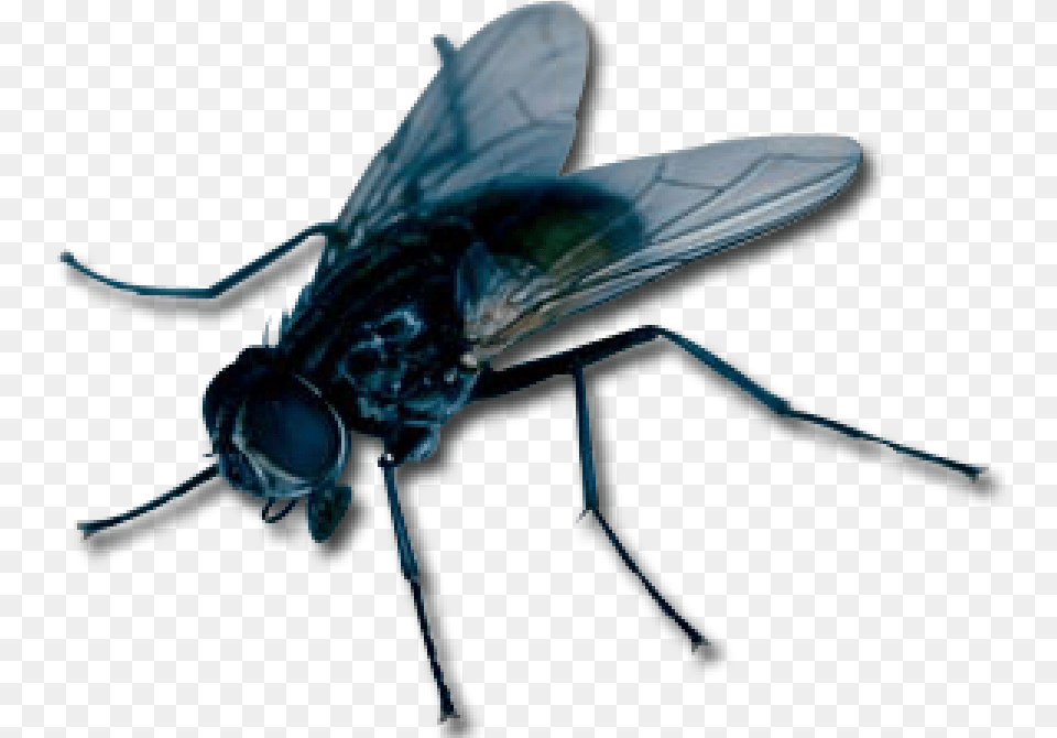 Apex Pest Control Llc Services, Animal, Fly, Insect, Invertebrate Png Image