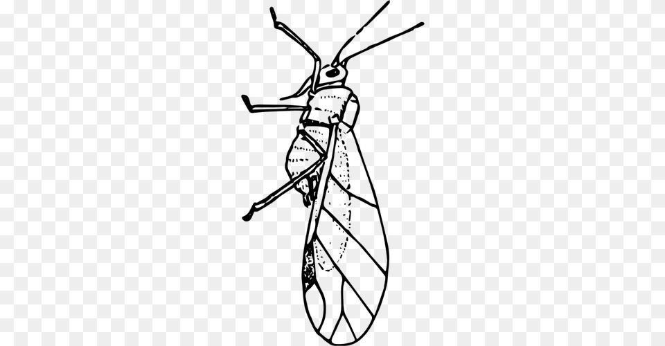Aphid Gray Png Image