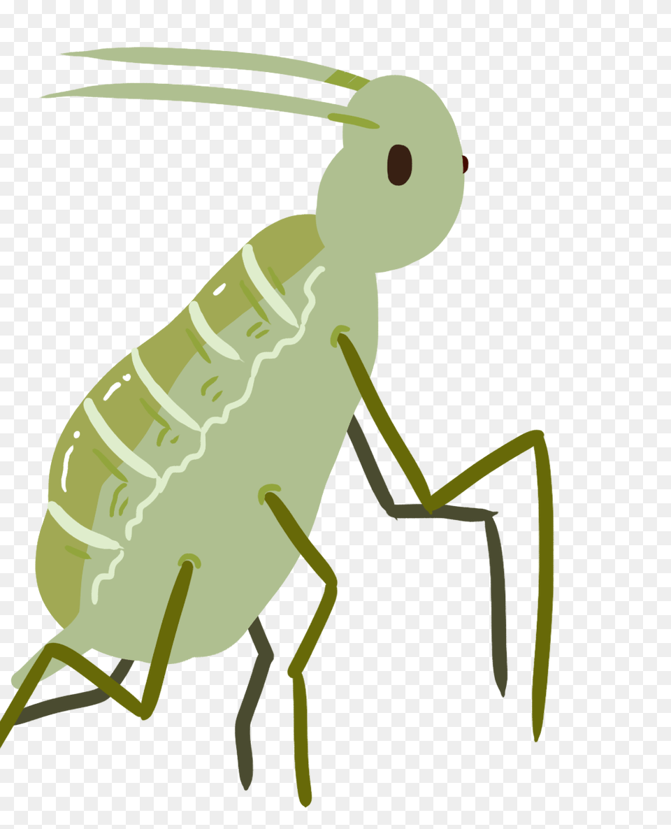 Aphids Clipart Gallery Images, Animal, Kangaroo, Mammal Free Png Download