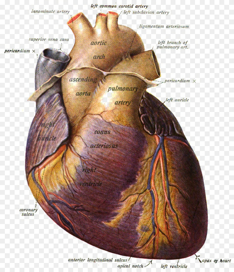 Apical Notch Of Heart Free Png