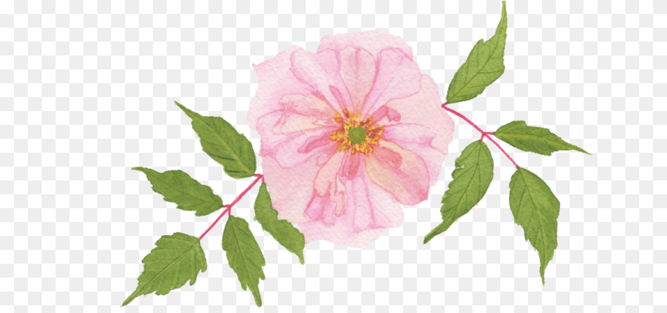 Apink Rosa Gallica, Flower, Leaf, Plant, Hibiscus Png