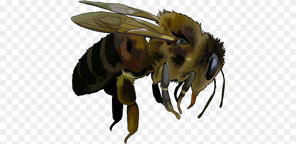 Apis Mellifera Abeja Africana Negra, Animal, Bee, Honey Bee, Insect Png