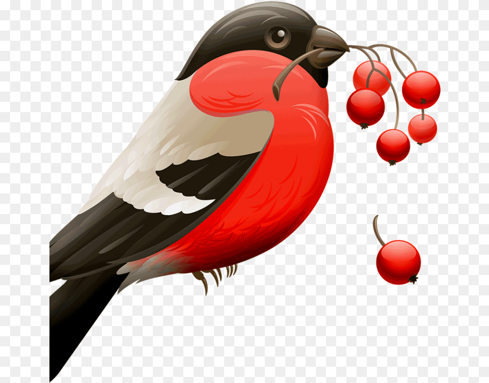 Aplicaciones Para Eliminar El Fondo De Una Imagen Apptuts Birds And Berries Clipart, Animal, Beak, Bird, Finch Free Transparent Png