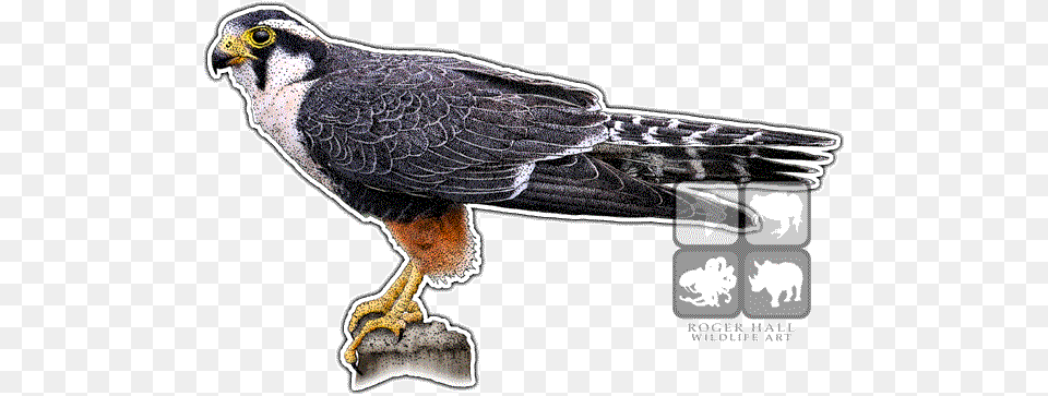 Aplomado Falcon Decal Falcon, Animal, Bird, Hawk, Beak Free Png