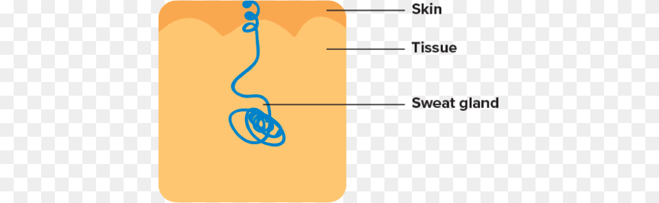 Apocrine Glands Apocrine Sweat Gland Png Image