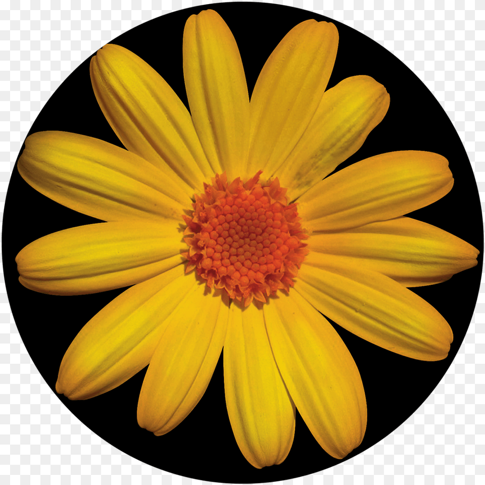 Apollo Daisy Cs 0143 Partia Shqiptare Demokristiane E Kosoves, Flower, Petal, Plant, Pollen Png