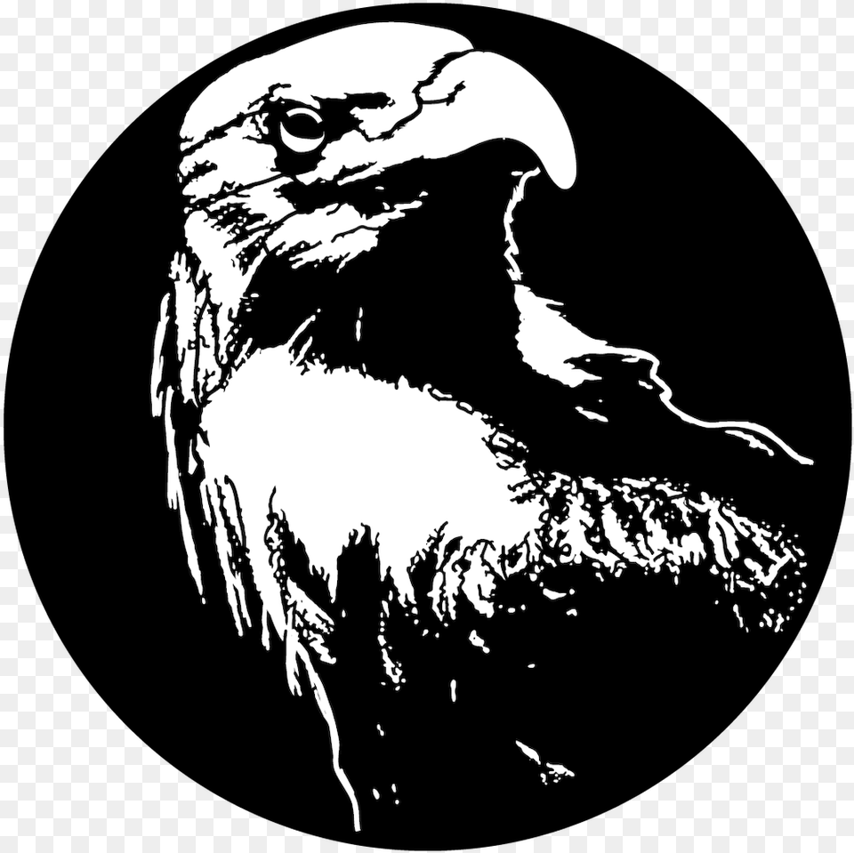Apollo Design 1135 Bald Eagle Steel Pattern Short Veterans Day Poems, Animal, Beak, Bird, Adult Free Transparent Png