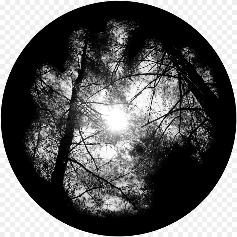 Apollo Forest Canopy Sr0224 Canopy Gobo, Woodland, Vegetation, Tree, Sunlight Free Transparent Png