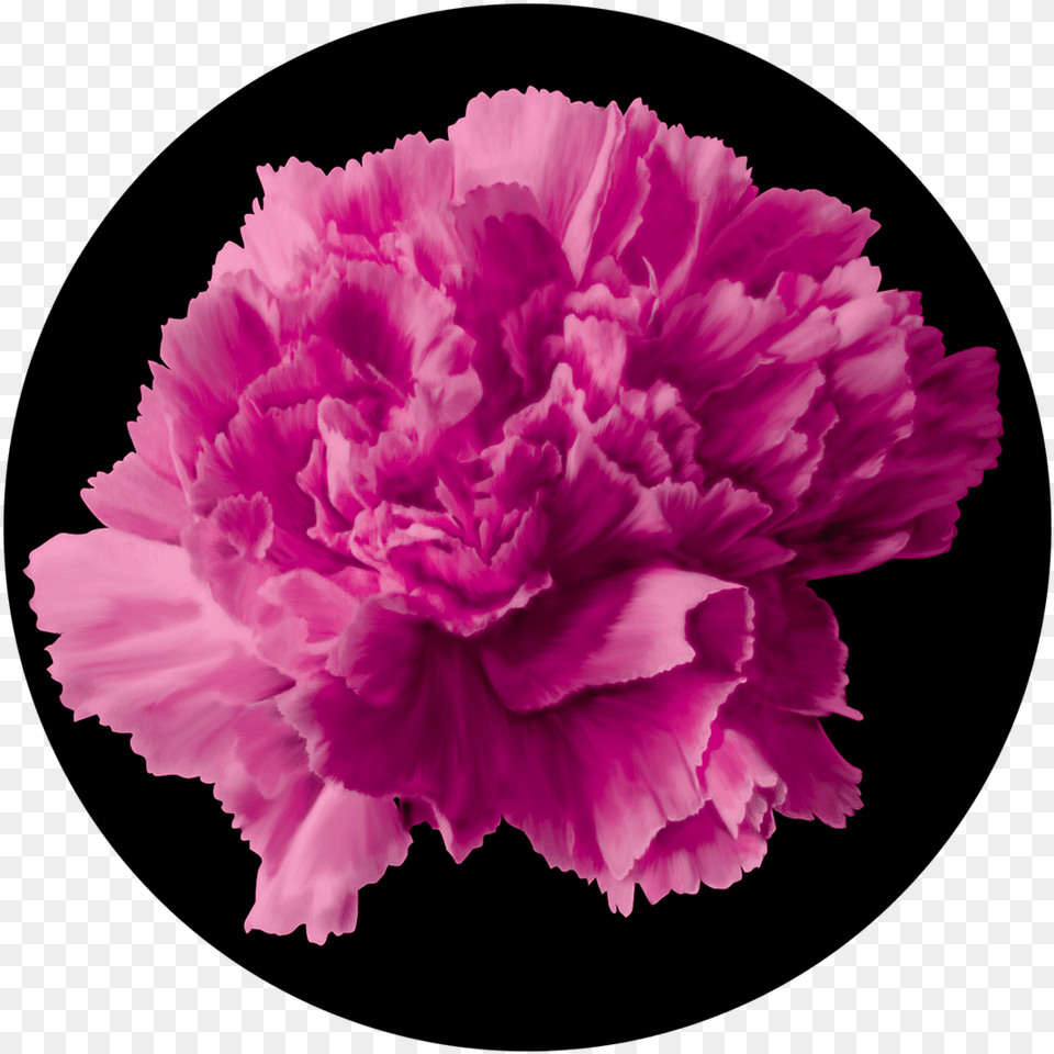 Apollo Pink Carnation Carnation, Flower, Plant Free Transparent Png