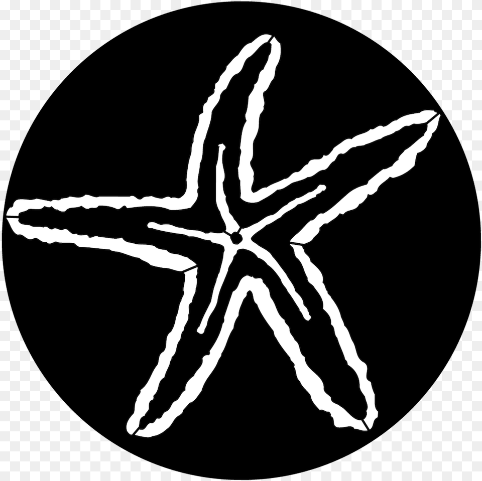 Apollo Sea Starfish Steel Gobo Ms 7005 Download Marine Invertebrates, Person, Animal, Sea Life Free Transparent Png