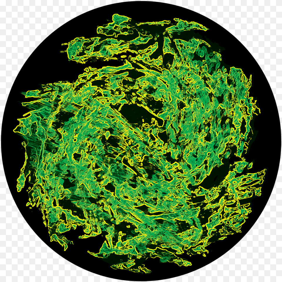 Apollo Swamp Organism Circle, Green, Plant, Pattern, Sphere Png