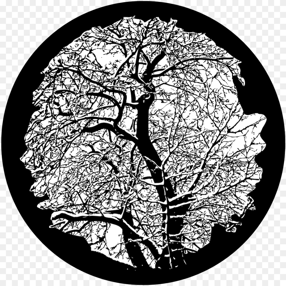 Apollo Winter Tree Sr1116 Circle, Art, Plant, Drawing, Ct Scan Free Transparent Png