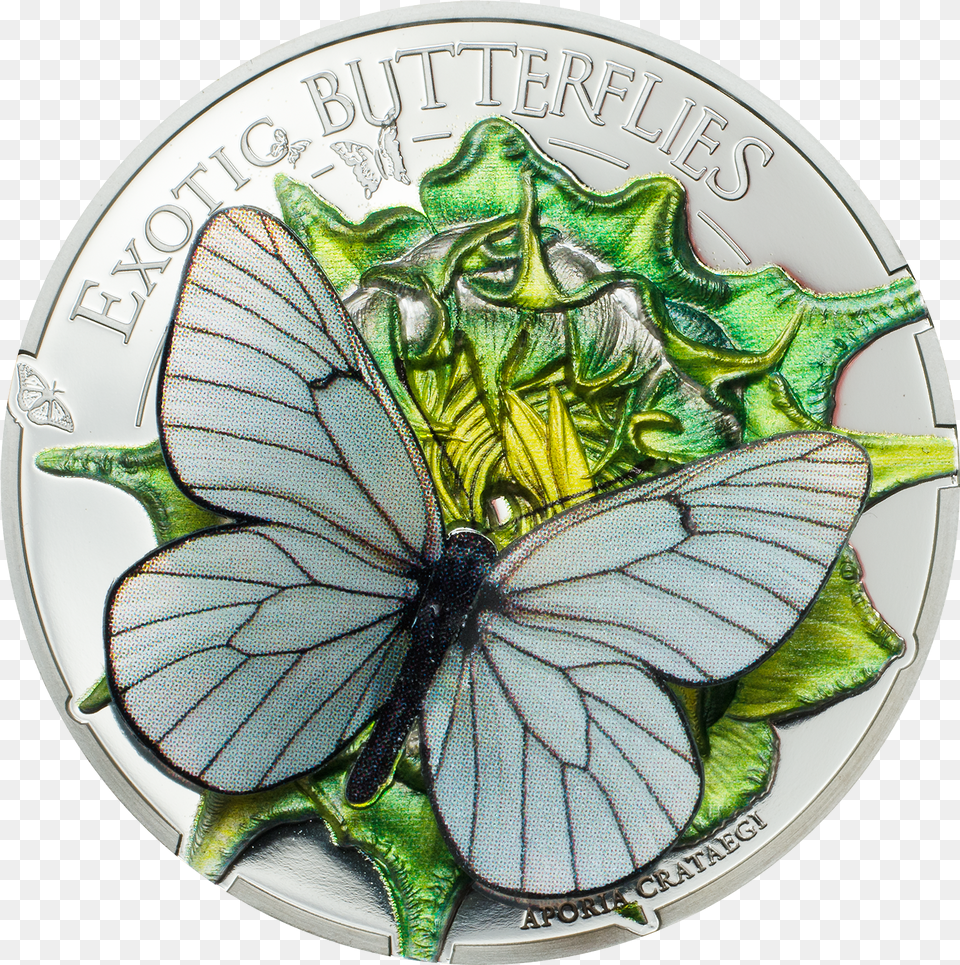 Aporia Crataegi Butterfly 3d Silver Coin 500 Togrog 3d Mince Vyrocie Png Image