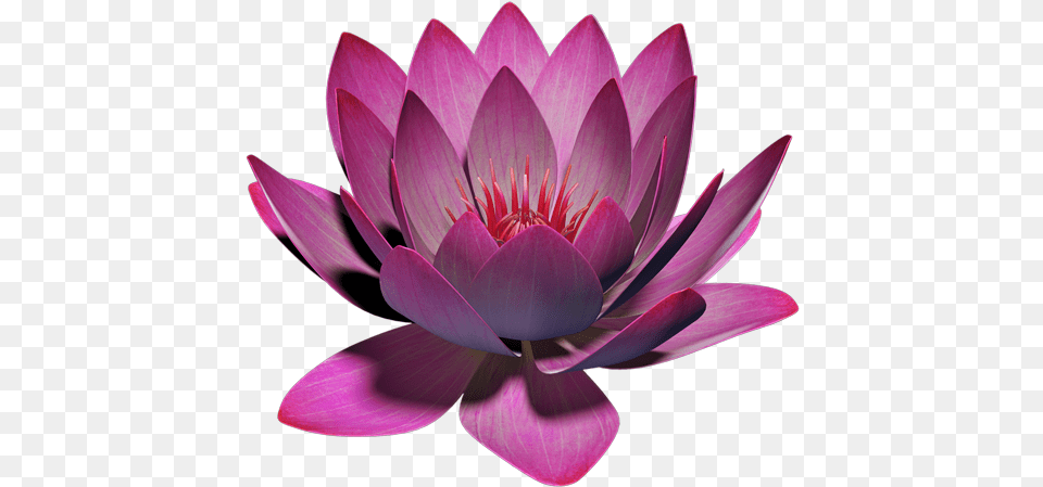 App Insights Lotus Flower 3d Apptopia Sacred Lotus, Dahlia, Petal, Plant, Lily Free Png Download