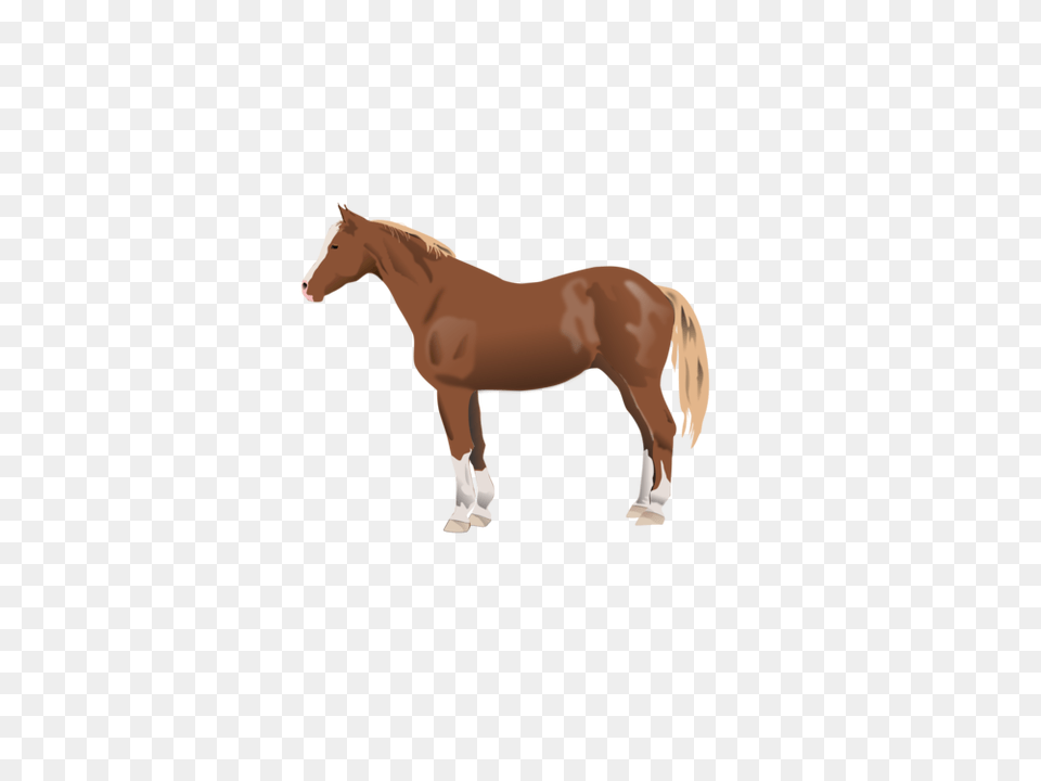 Appaloosa American Paint Horse American Quarter Horse Mustang, Animal, Colt Horse, Mammal, Stallion Free Png