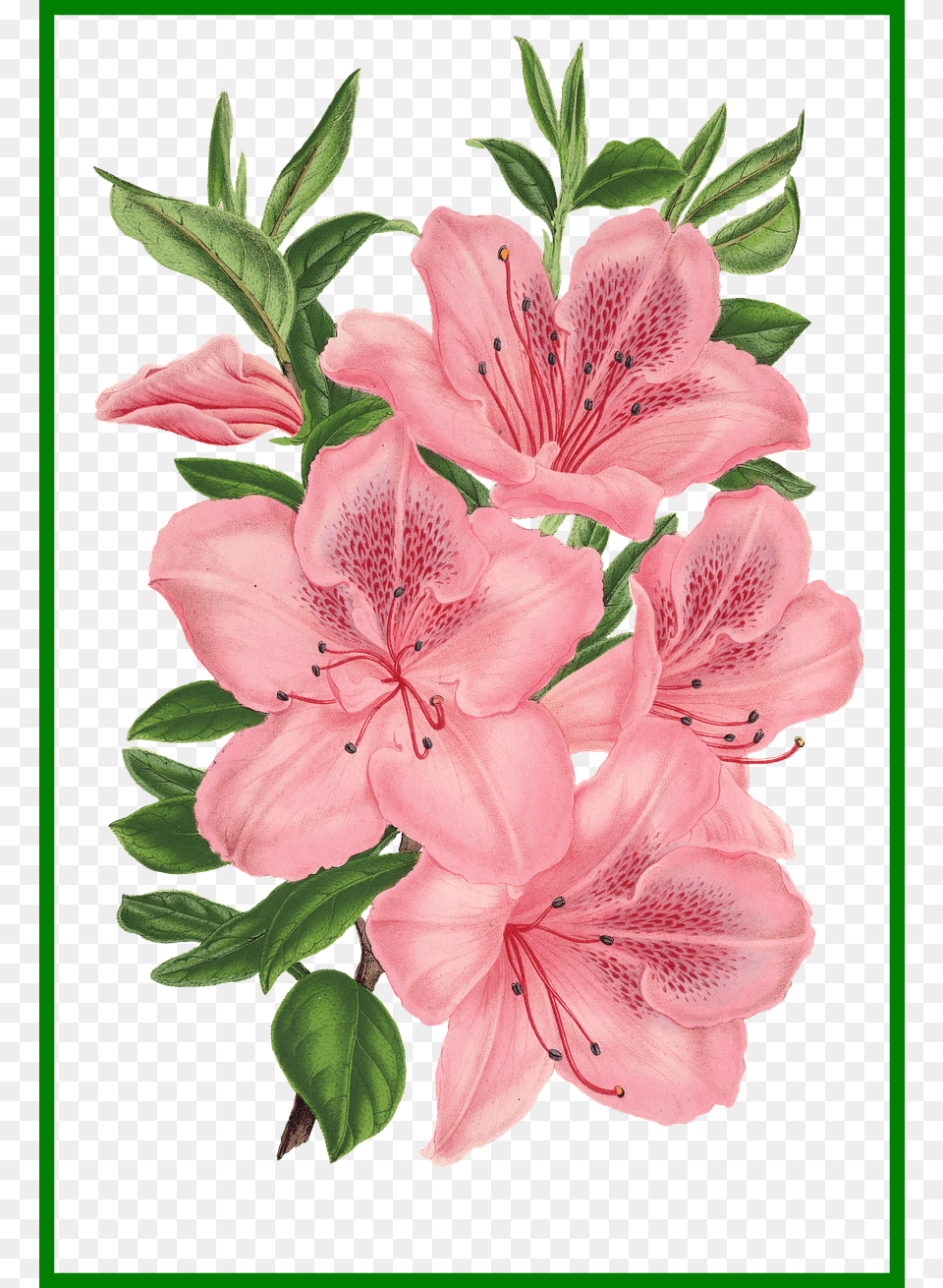 Appealing Pink Bunch Of Flowers Photoshop Drawing Of Pink Flowers, Flower, Plant, Rose, Geranium Free Transparent Png