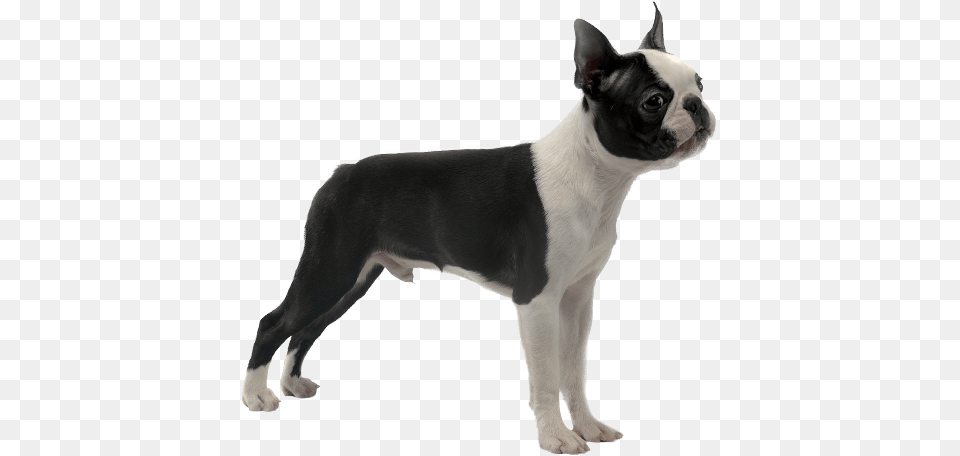 Appearance Of Boston Terrier Boston Terrier, Animal, Canine, Dog, Mammal Free Png Download