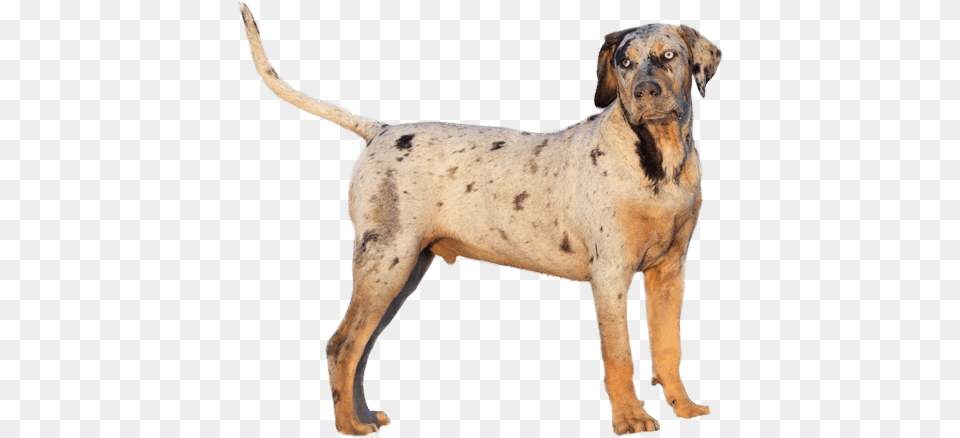 Appearance Of Catahoula Leopard Dog Catahoula Leopard Dog, Animal, Canine, Mammal, Pet Png